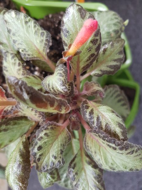  - EPISCIA