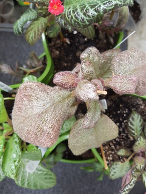 - EPISCIA