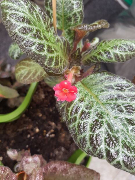  - EPISCIA