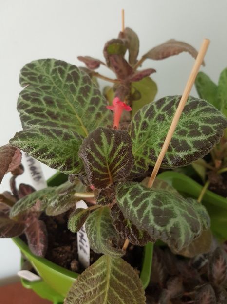  - EPISCIA