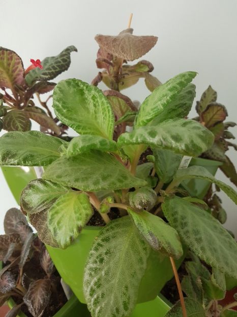  - EPISCIA