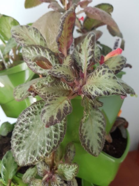  - EPISCIA