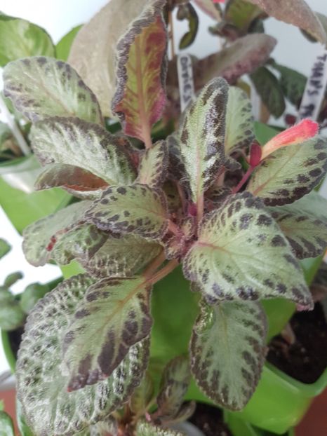  - EPISCIA