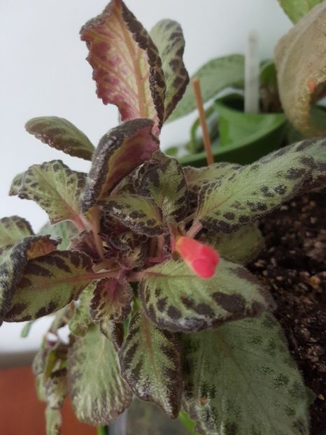  - EPISCIA