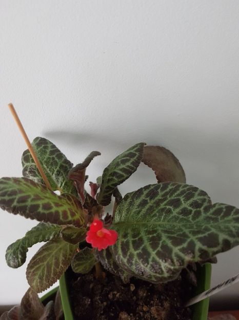  - EPISCIA