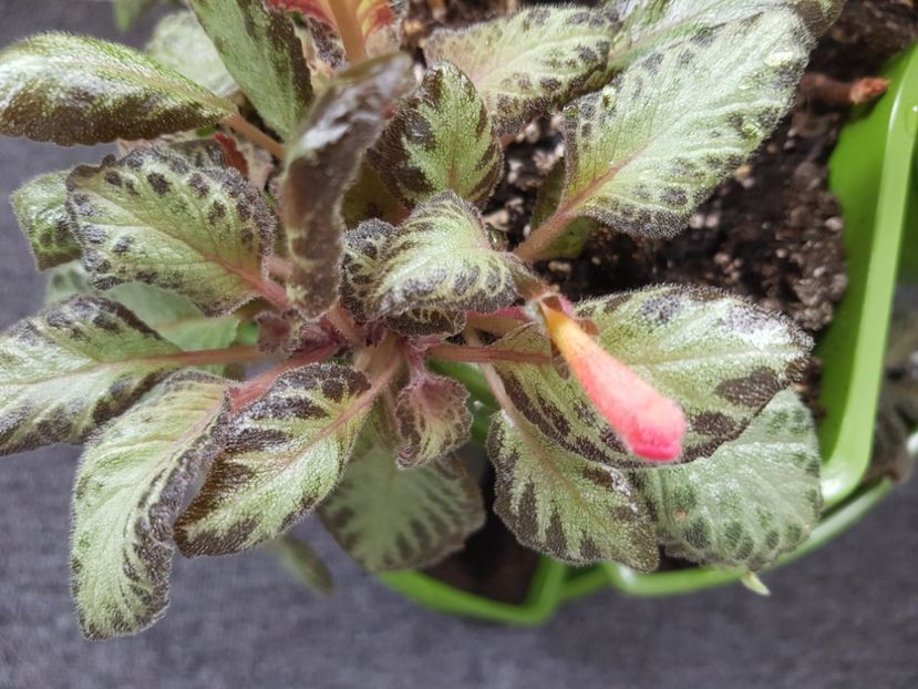  - EPISCIA