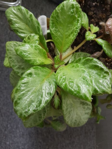  - EPISCIA