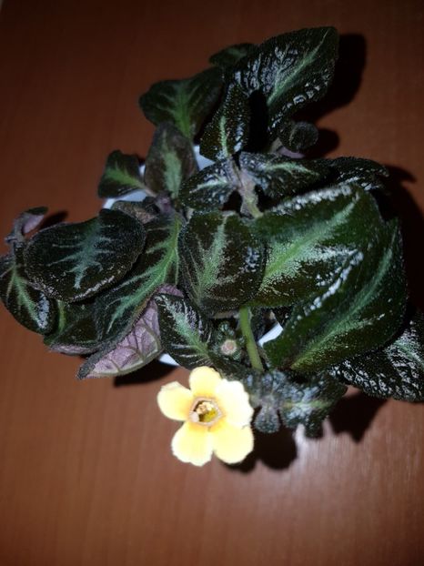  - EPISCIA