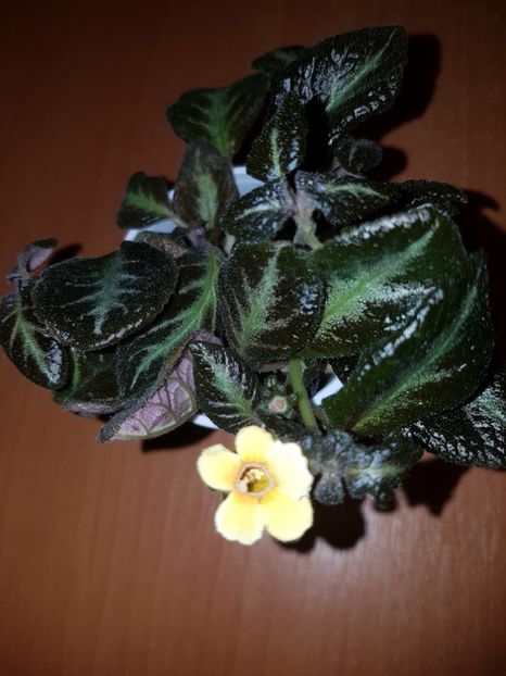  - EPISCIA