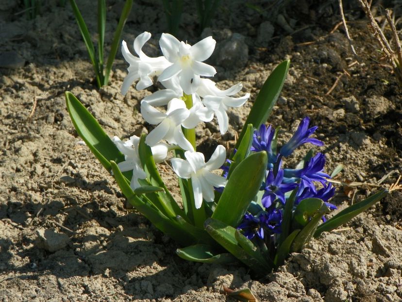 zambilute - z-Dobarland 2019