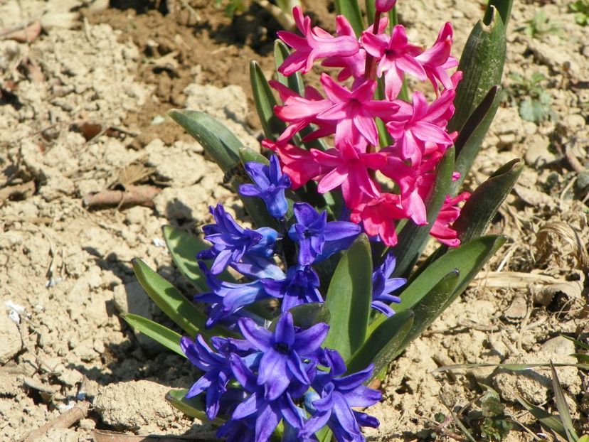 6 apr (39) - z-Dobarland 2019