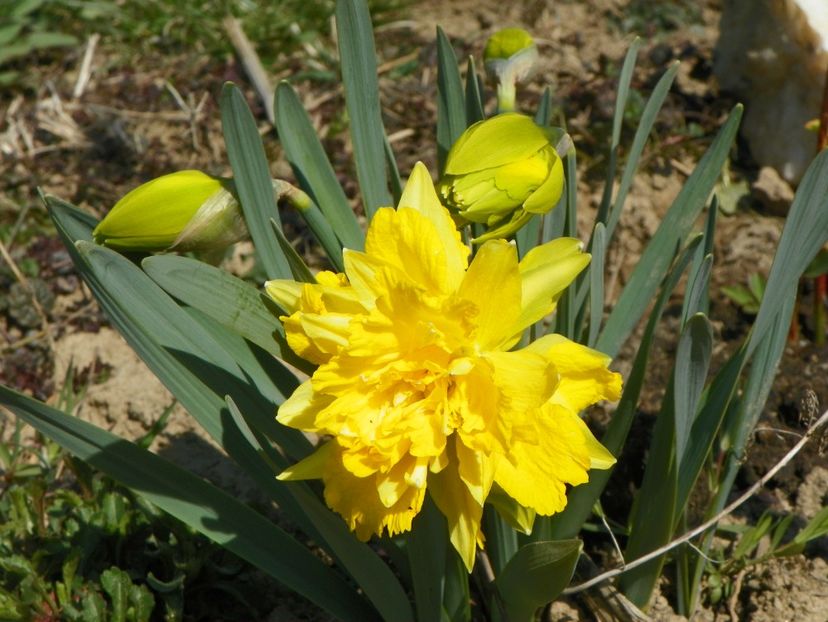 narcisa Van Sion - z-Dobarland 2019