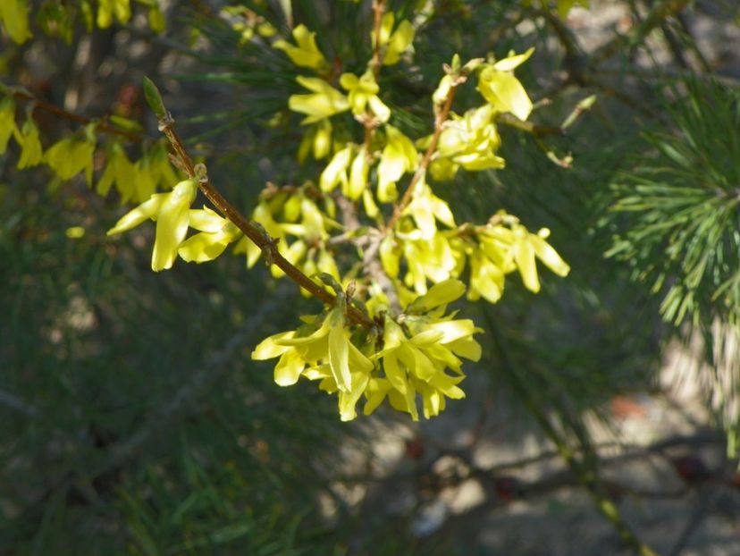forsythia intermedia - z-Dobarland 2019