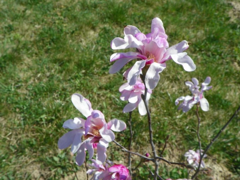 magnolia stellata Rosea - z-Dobarland 2019