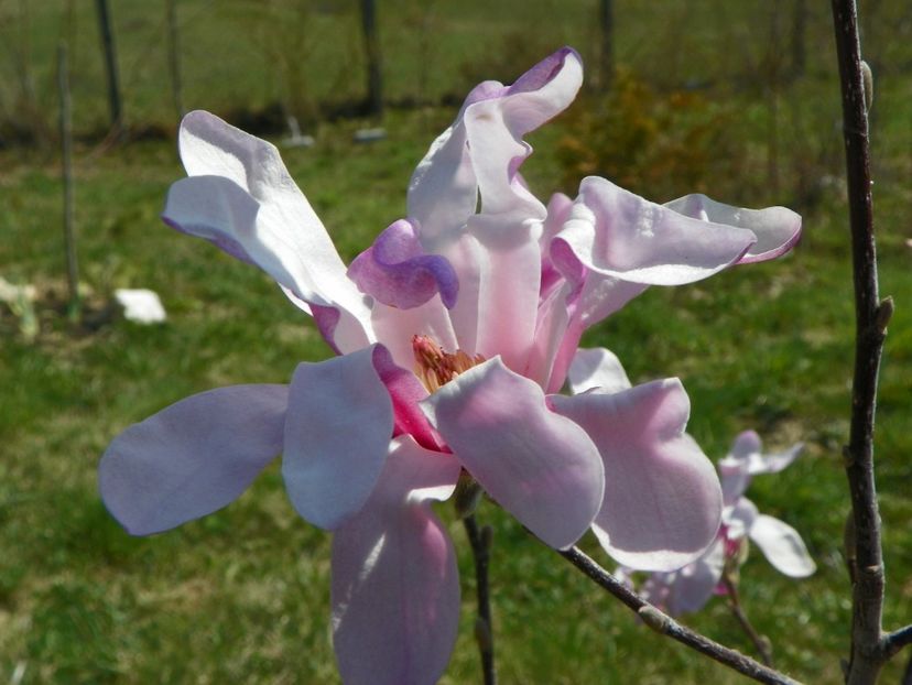 magnolia stellata Rosea - z-Dobarland 2019