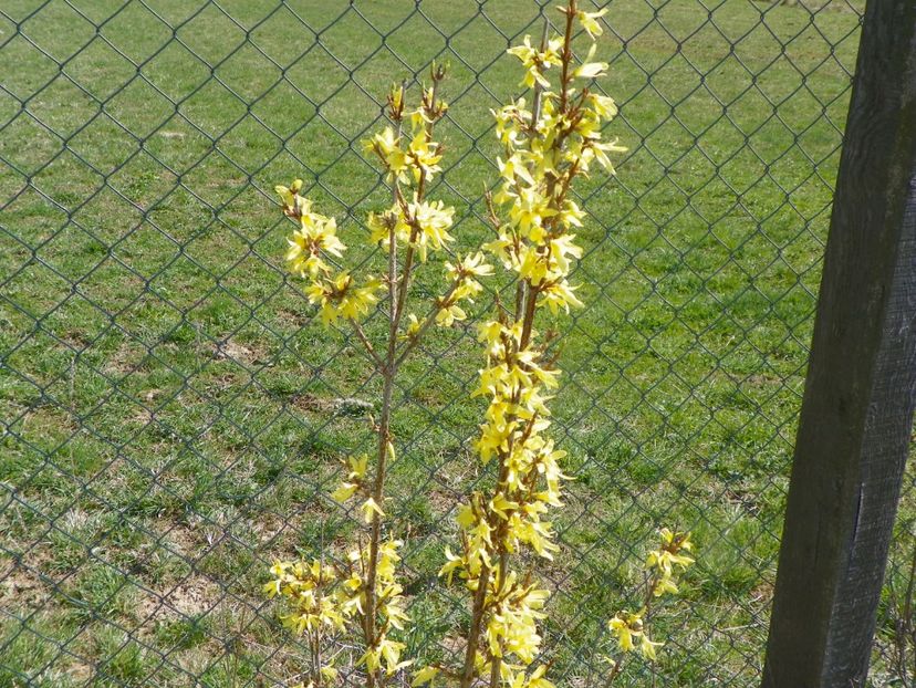 forsythia Lemon Supreme - z-Dobarland 2019