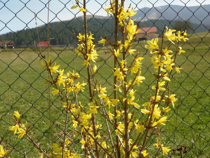 forsythia Lemon Supreme - z-Dobarland 2019