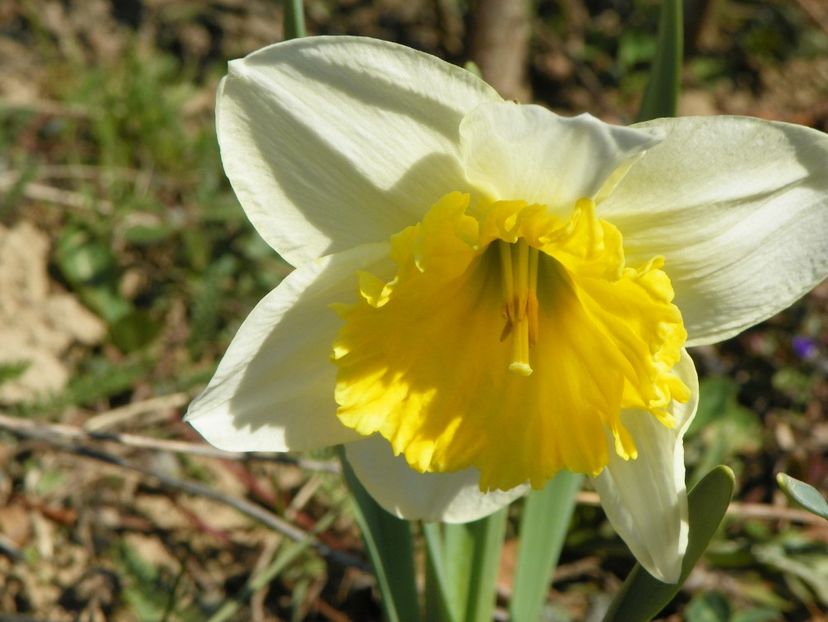 narcisa Ice Follies - z-Dobarland 2019