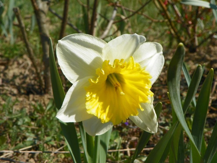 narcisa Ice Follies - z-Dobarland 2019