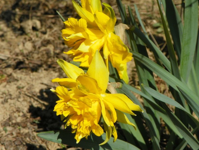 narcisa Van Sion - z-Dobarland 2019