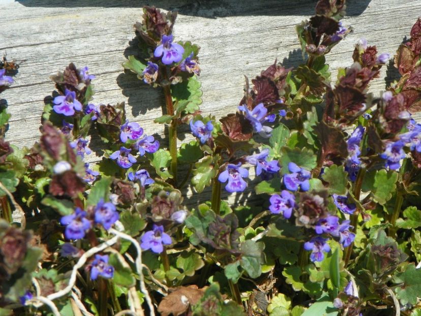 glechoma hederacea - z-Dobarland 2019