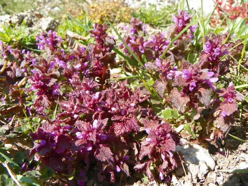 lamium purpureum - z-Dobarland 2019