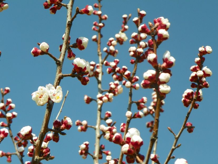 zarzar - prunus armeniaca - z-Dobarland 2019