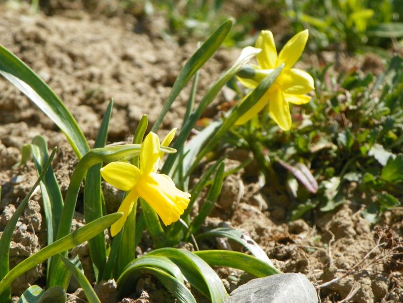 narcisa Tete a tete - z-Dobarland 2019