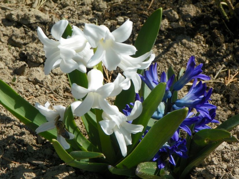 6 apr (71) - z-Dobarland 2019