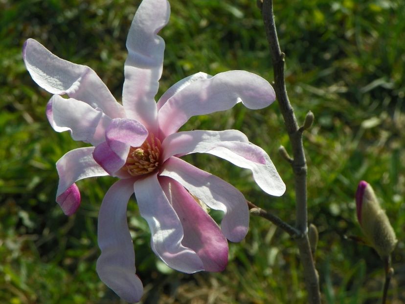 magnolia stellata Rosea - z-Dobarland 2019