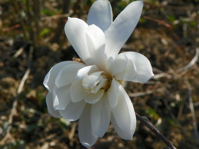 magnolia Royal Star - z-Dobarland 2019