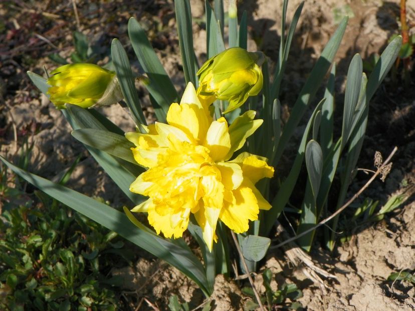 narcisa Van Sion - z-Dobarland 2019