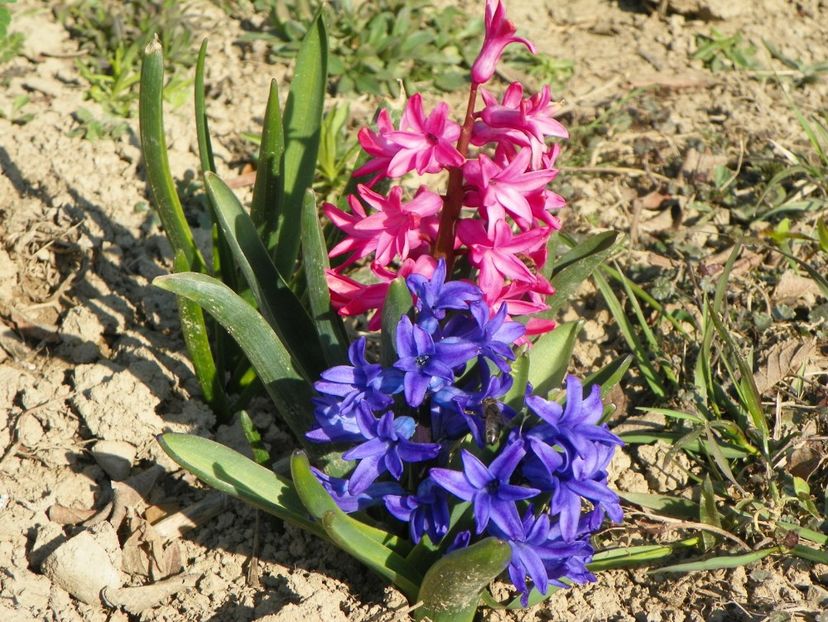 6 apr (81) - z-Dobarland 2019