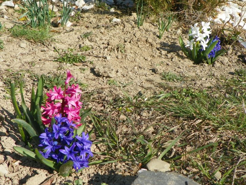 6 apr (82) - z-Dobarland 2019