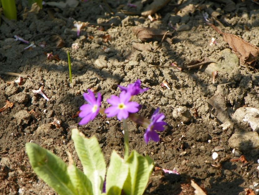 primula denticulata Blue Selection - Primavara 2019