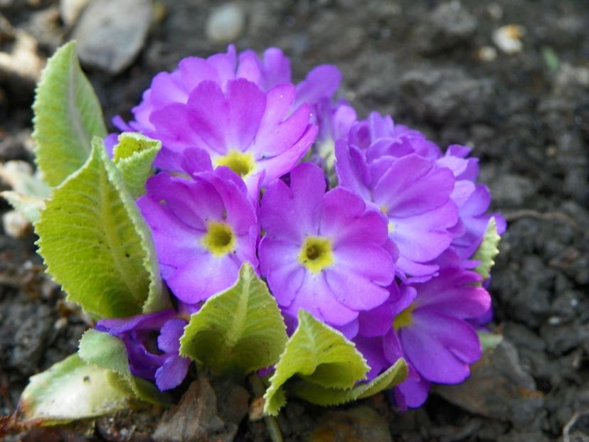 primula denticulata Blue Selection - Primavara 2019