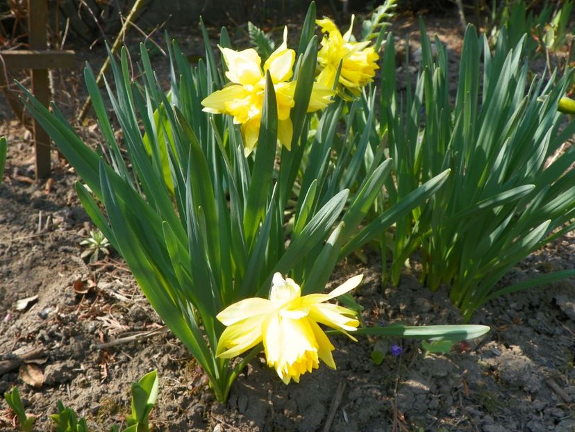 6 apr (17) - Primavara 2019