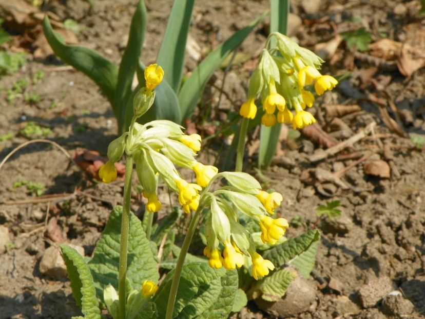 6 apr (22) - Primavara 2019