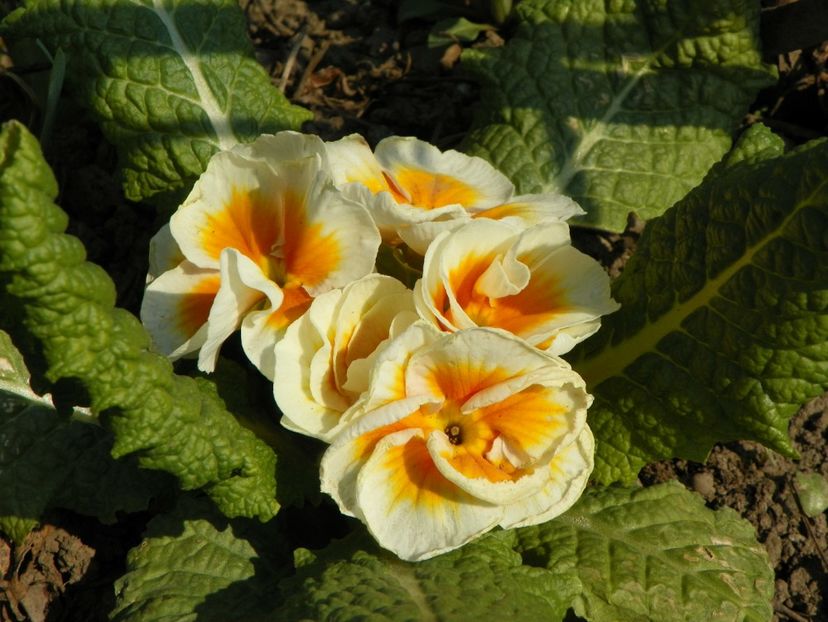 6 apr (24) - Primavara 2019