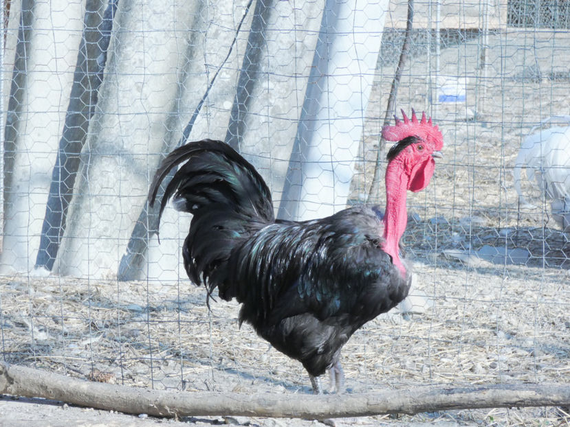 P1020174 - Matca 2019