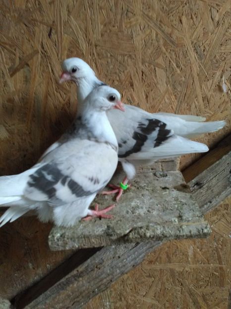  - PUISORI JUCATORI 2019