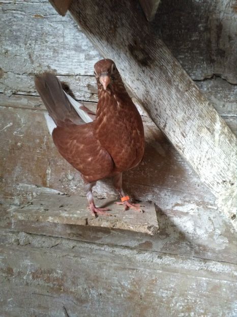  - PUISORI JUCATORI 2019