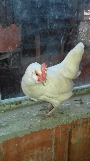  - 1 Toate Gaini pitice pe care le-am avut