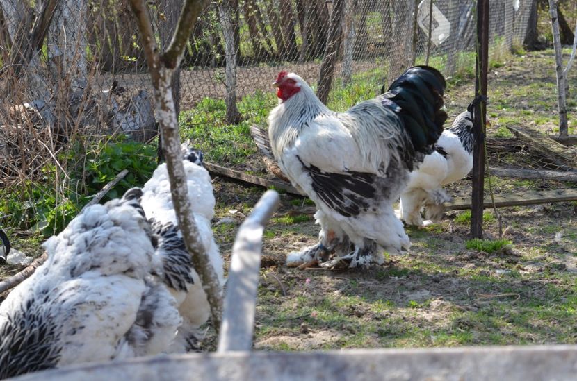  - 2 Brahma herminat deschis 2019