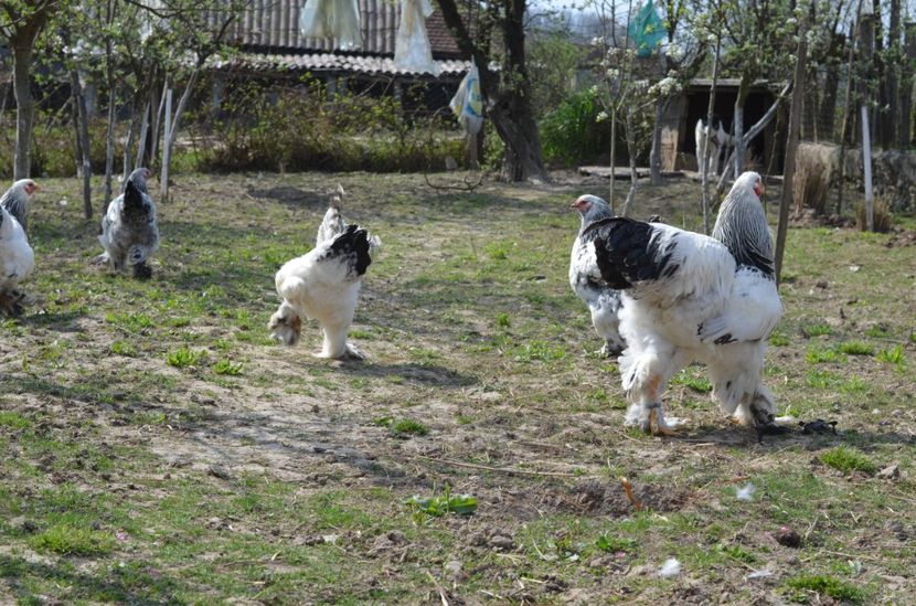  - 1 Brahma herminat deschis 2019