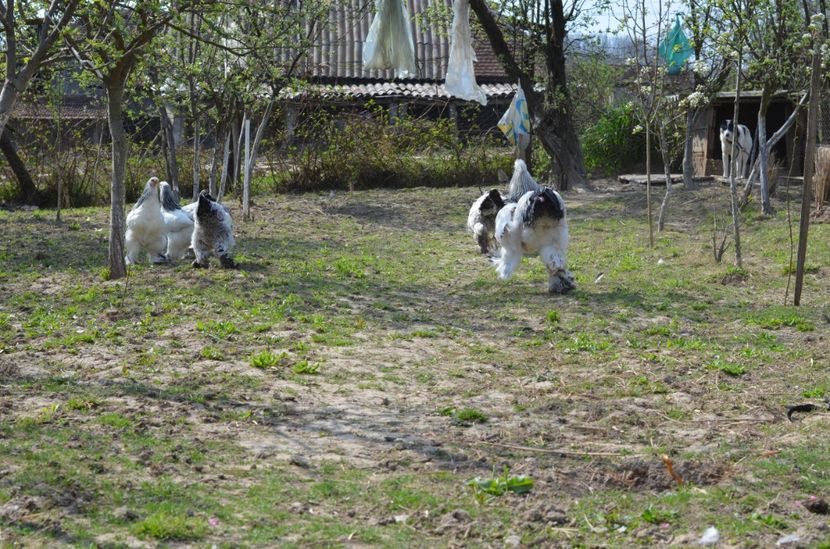  - 1 Brahma herminat deschis 2019