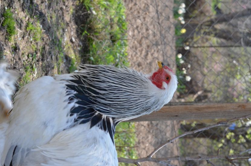  - 1 Brahma herminat deschis 2019