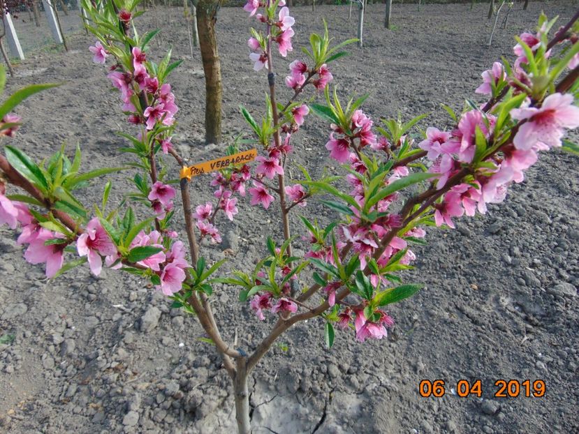  - piersic RUBINO VERBARACK - rosu