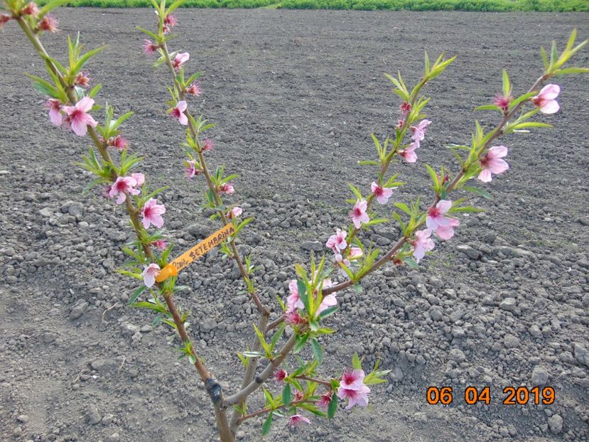  - piersic SETTEMBRINA