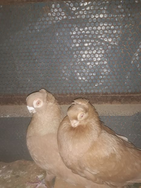  - jucatori de constanta